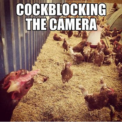 Funniest_Memes_cockblocking-the-camera_6555.jpeg