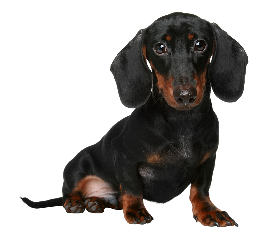 63.-Miniature-Dachshund1.png