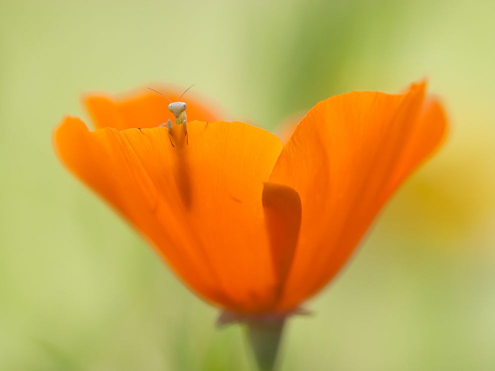 mantis-larva-flower_61074_990x742.jpg