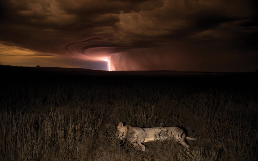 kalahari-sleeping-_2660273k_zps5b777d64.jpg