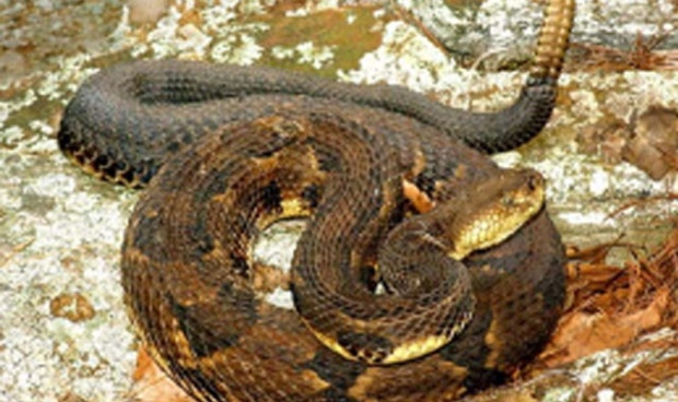 timber-rattlesnake.jpg