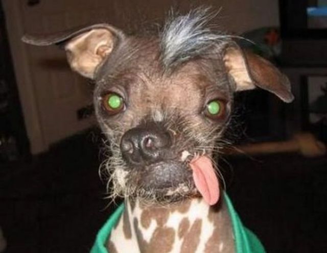 ugliest_dogs_06.jpg