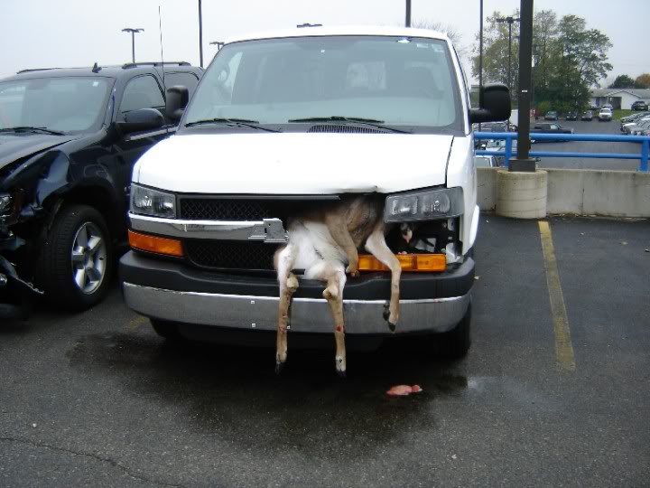 deer_van.jpg