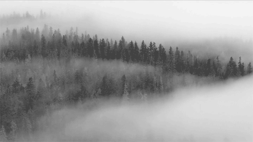 black-and-white-fog-foggy-forest-Favim.com-369984.gif