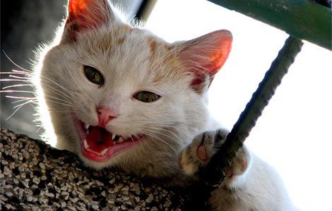 white-cat-bearing-teeth-0037705_14030_600x450.jpg