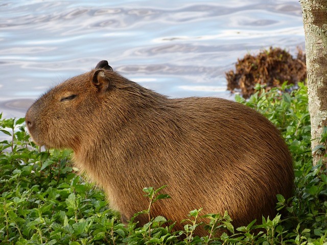 3capybara-1.jpg