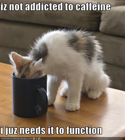 funny-pictures-cat-loves-coffee.jpg