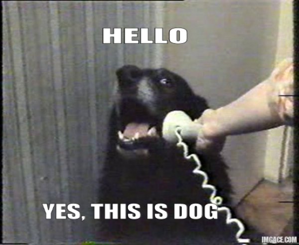 hello-yes-this-is-dog.jpg