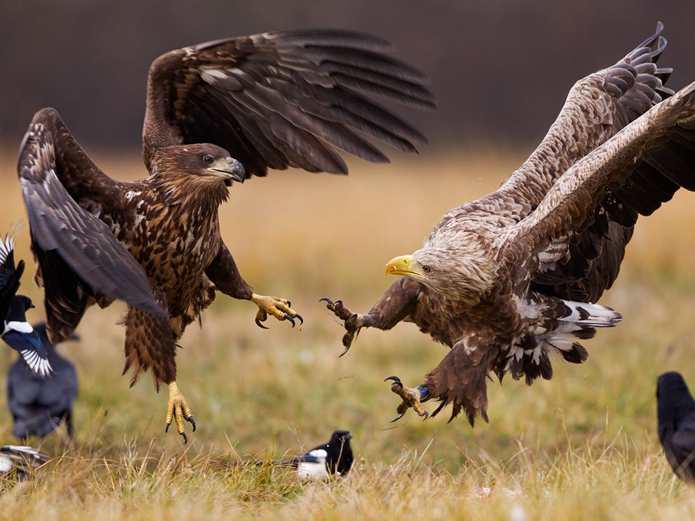 eagles-poland_63704_990x742_zpsaafc0a4c.jpg