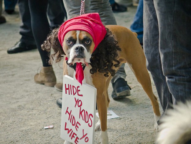 Pets%20Wearing%20Stupid%20Fancy%20Costumes%20007.jpg