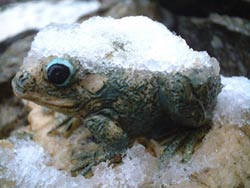frozenfrog.jpg