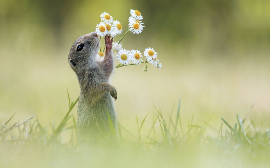 potd-squirrel_2963952k_zpsef6592e5.jpg