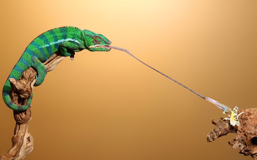 chameleon-tongue_2473533k_zps47cf4f26.jpg