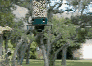 aLDjP.gif