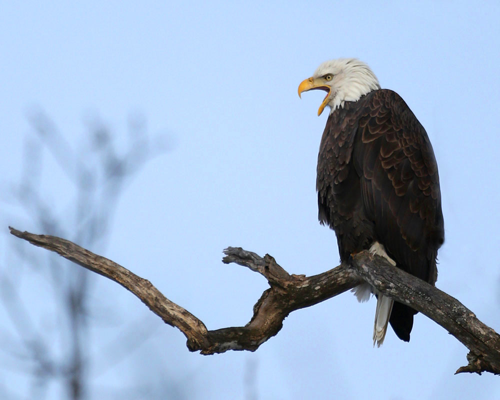 1-2-14-bald-eagle2-0331.jpg