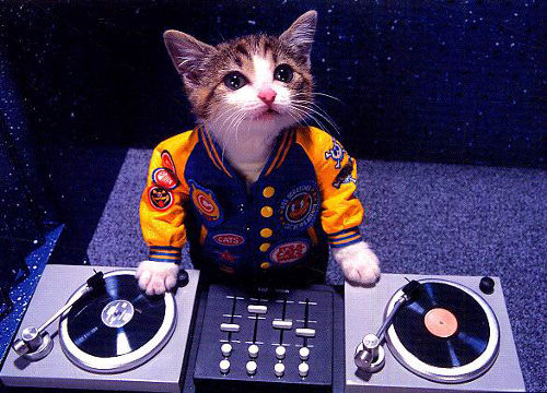 xdj-hero-cat.jpg.pagespeed.ic.Ts6M6ZgYt6.jpg