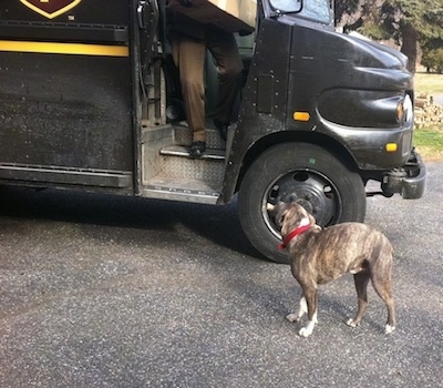 SpencerAmericanPitbullPuppy38WeeksUPSDeliveryGuyTruck3.jpg