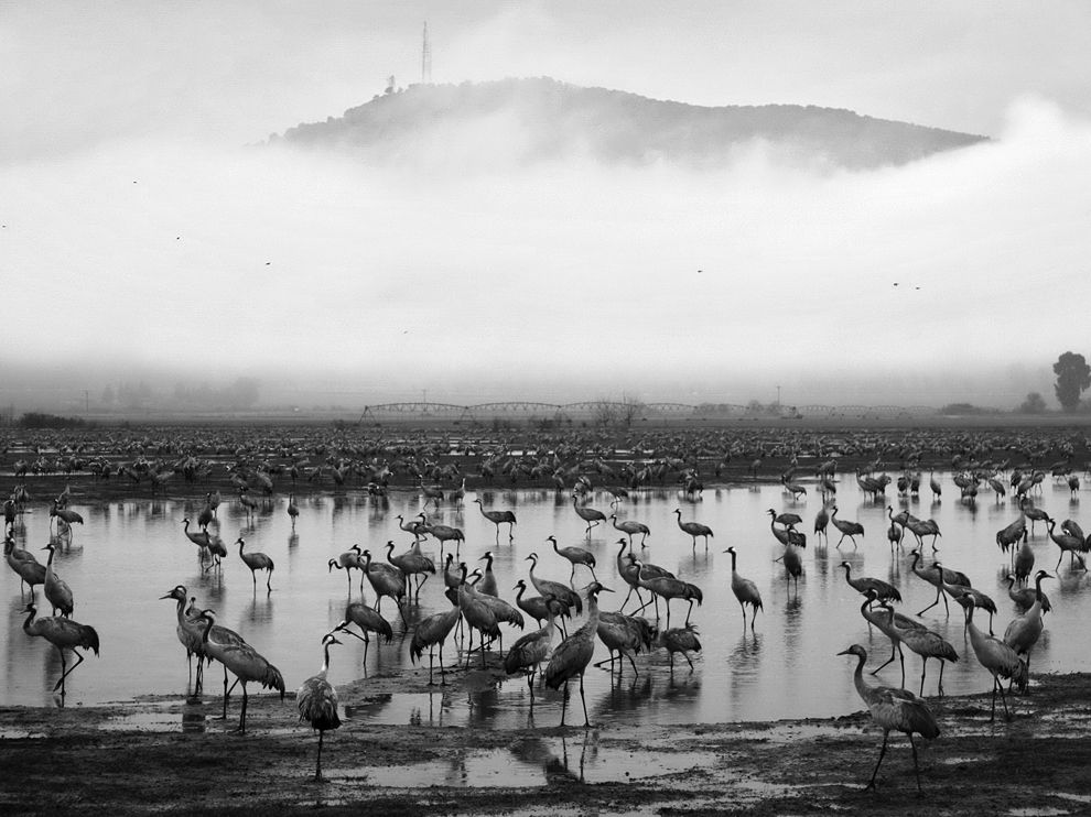 birds-lake-israel_62673_990x742_zps8331933d.jpg