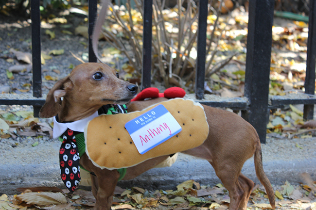 anthony-weiner-dog.jpg