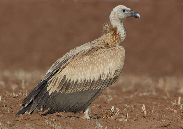 16-37-958-griffon-vulture-gyps-fulvus-by-nikhildevasar.jpg