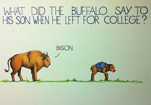 funny-bison-buffalo-pun-drawing1.jpg