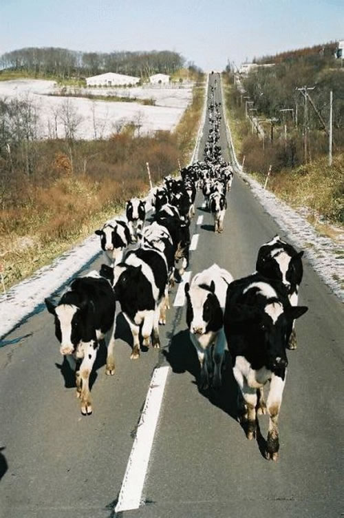 cows-road.jpg