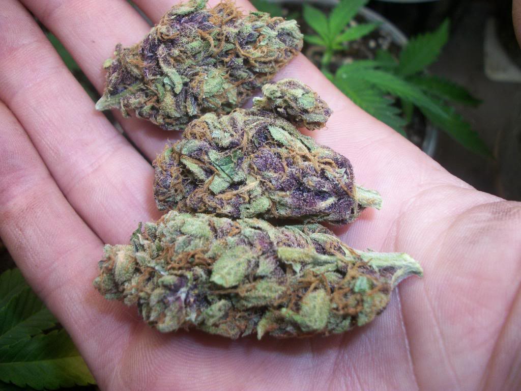 Purple-Kush-Indica.jpg