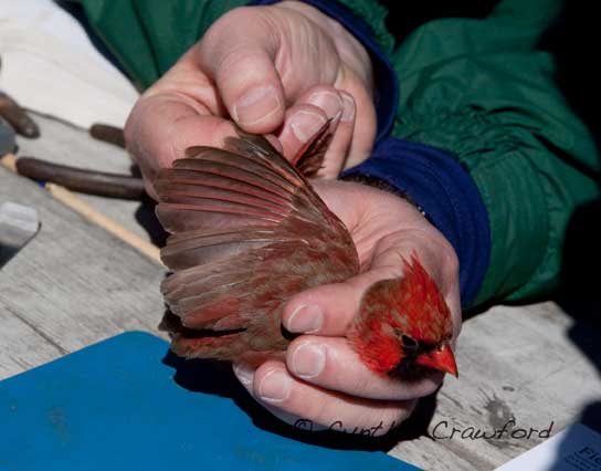 112221229.nMAPnUCH.13.cardinal.feather.check.jpg