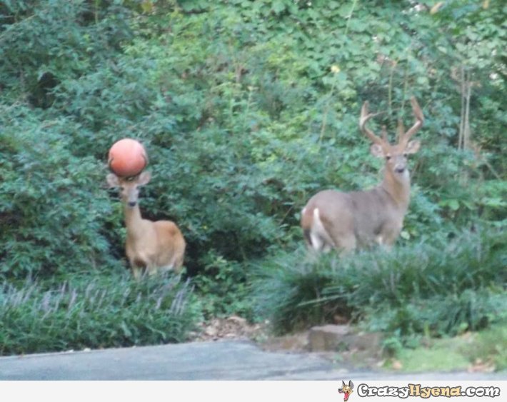 funny-deer-pic-ball-hornes.jpg