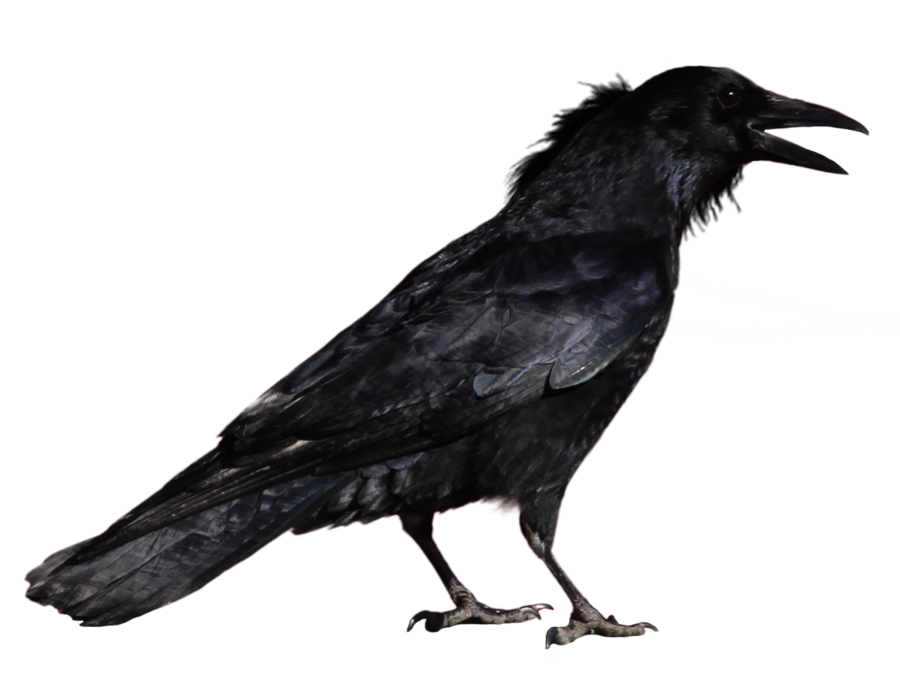 Crow-PNG-Image-44322.png