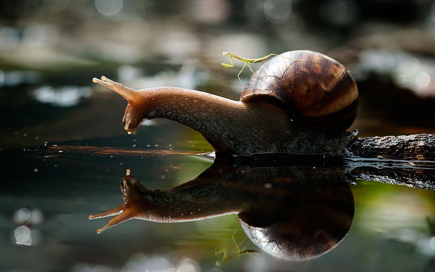 mantis-snail_2389841k_zps3fce575f.jpg