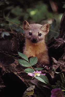 250px-Marten_with_Flowers.jpg