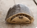 h9tMtTa.gif