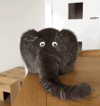 giphy.gif