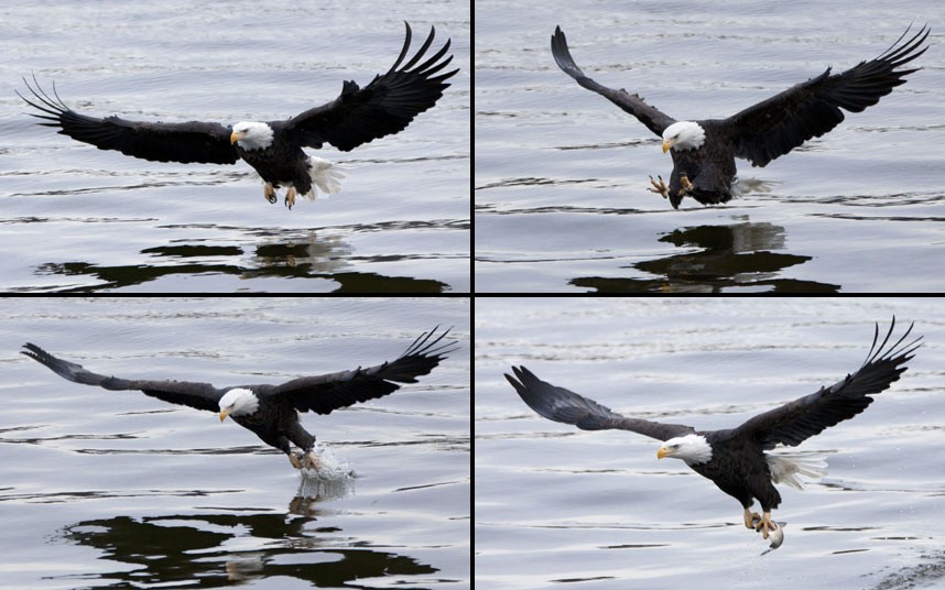 potd-bald-eagle_2460715k_zps3cb04ee5.jpg