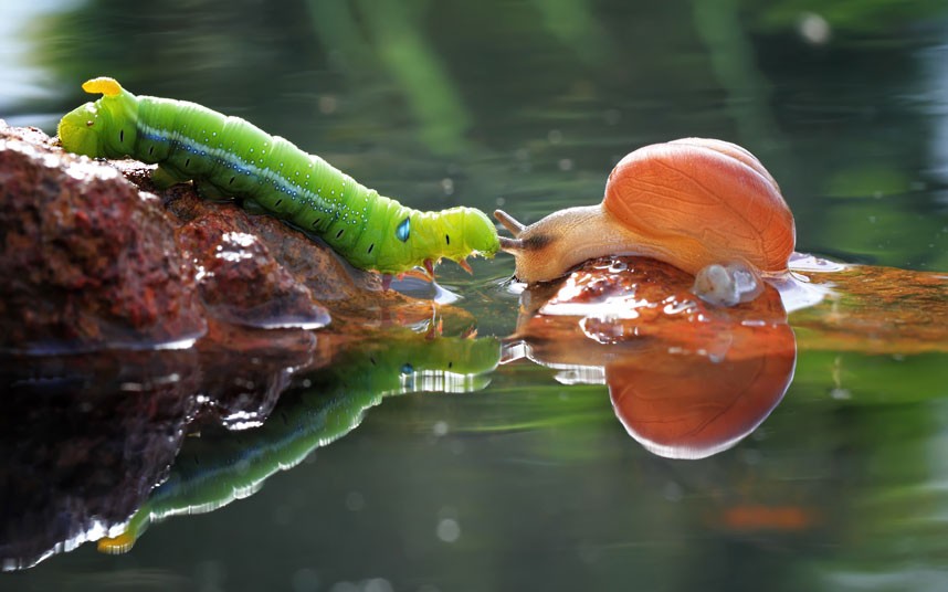 snail-caterpillar_2474674k_zps632edcb5.jpg