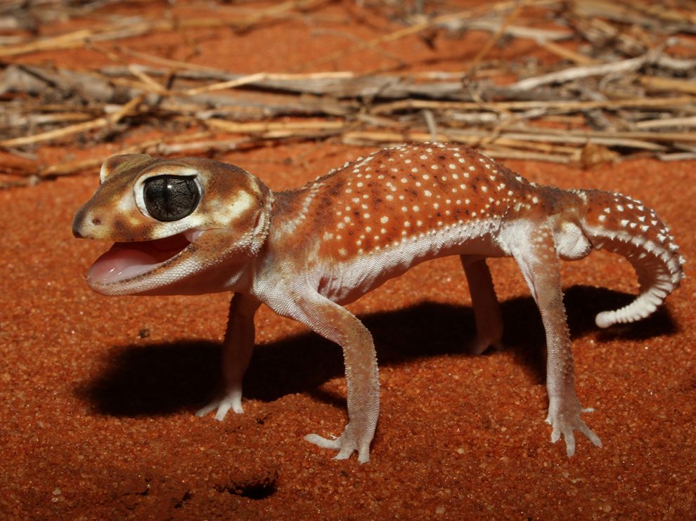 knob-tailed-gecko_57274_990x742.jpg