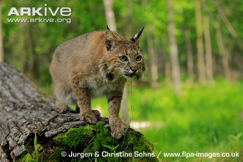 Bobcat-on-a-fallen-tree.jpg