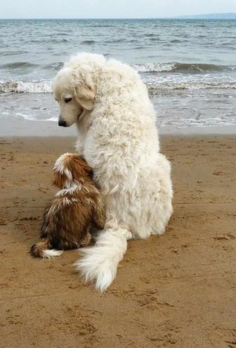 dog-best-friends-snuggle-on-the-beach-cute.jpg