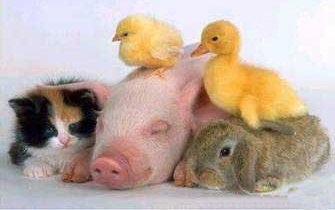 kitten-pig-duckling-chick-rabbit-pals.jpg