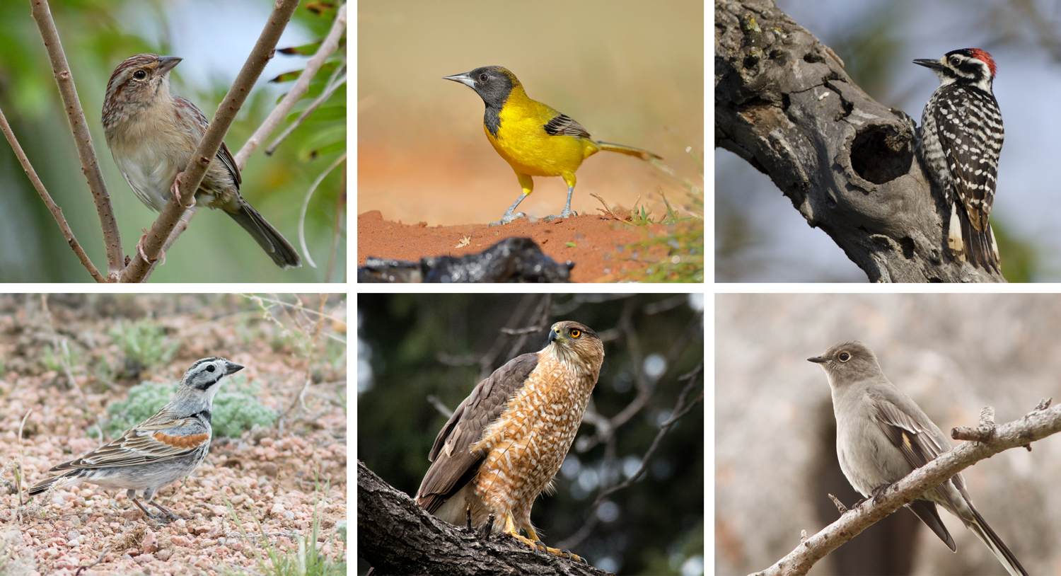www.birdwatchingdaily.com