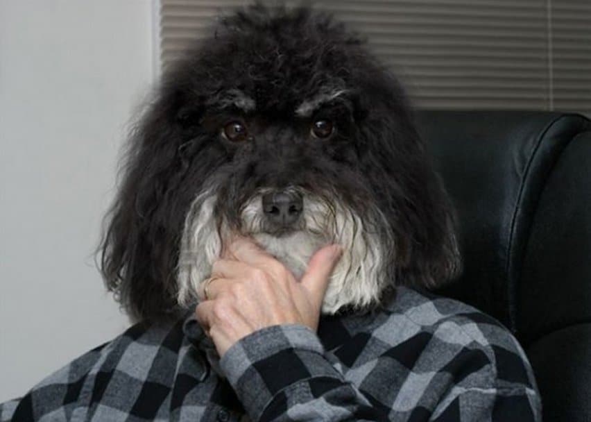20-of-the-funniest-dog-photos-of-all-time-18.jpg