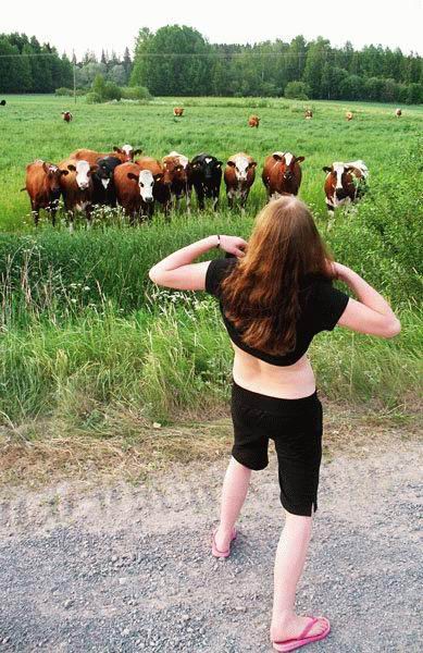 Funny-Cows-5.jpg