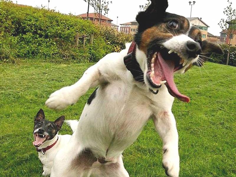 crazy_dogs_jumping.jpg