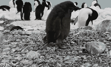 tumblr_nbodekqj6Z1spy7ono1_400.gif