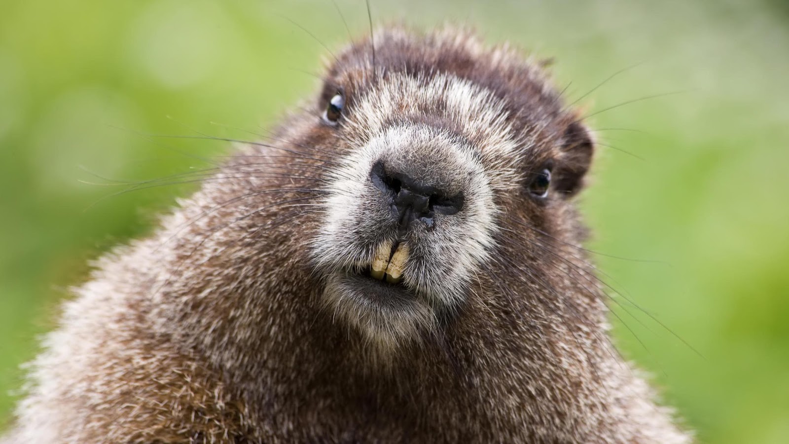 Animals_Wallpaper_Beaver-04.jpg