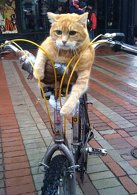 CatBike.jpg