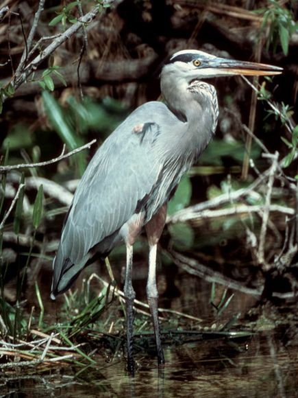 blue-heron_474_600x450.jpg