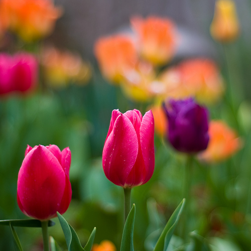 tulips5_zps1b841e1f.jpg