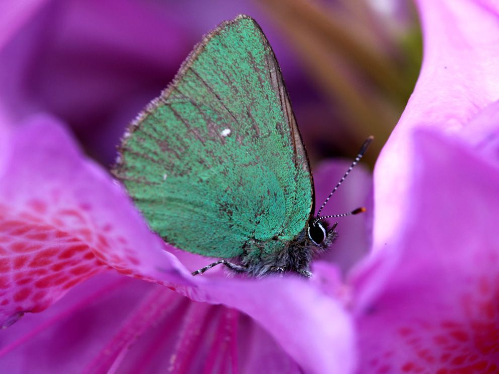 butterfly-rhododendron_65514_990x742_zps57d715d0.jpg